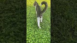 En tatlı kediler #kedi #kedivideolarıizle #youtubecatvideos #cat #love #kedicikler