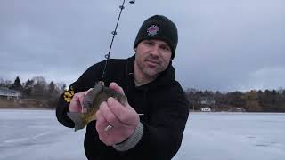 Target Jumbo Bluegill Through The Ice With ACME Hammer Tungsten Jig