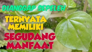 SEGUDANG MANFAAT DARI DAUN TUMPANGAN AIR