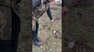 Feeding the playful cat