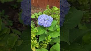 Preciosa #HORTENSIAS