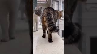 Funny Cats Fight #funnycat #dog #catvideos #funny