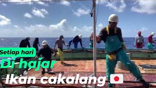 Mancing ikan cakalang tradisional memang seru sekali , pole and line japan