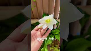 बहुत ही खुब सुरत कहा है #yogajagat #shortsvideo #shorts #reel #viralvideo