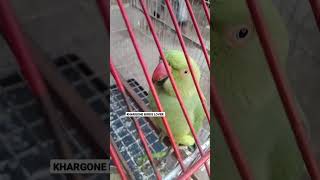 Talking Parrot #youtubeshorts #parrot #viralshort #shorts