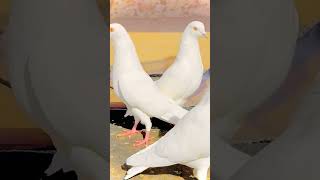 #pigeon #birds #pets #birdlovers #pigeonpigeon #shortvideos #Asad_pet