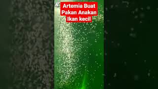 Artemia untuk makanan anak ikan cupang baru menetas sampai 1 minggu