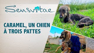 Caramel, la Chienne Courageuse: Une Histoire de Résilience et d'Espoir à Animal Voice Madagascar