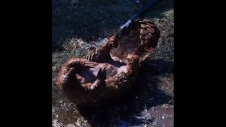 Cute pangolin scratching his back against the ground during bath time