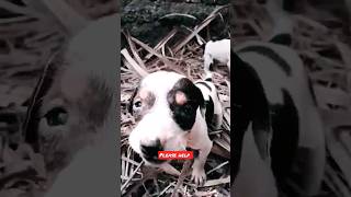 #dog very sad 😭#youtubeshorts #viralvideo #viralshort #shortvideo #trending