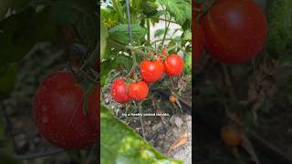 Picking tomatoes from our garden