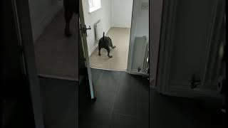 Dog gets his zoomies