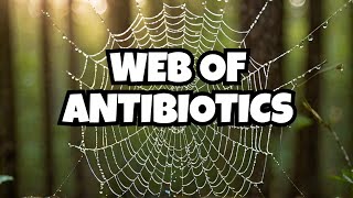 Antimicrobial Properties of Spider Webs #shorts #spiderweb #spidersilk #antimicrobial