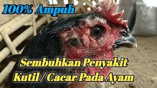 CARA MENGOBATI PENYAKIT KUTIL/CACAR PADA AYAM