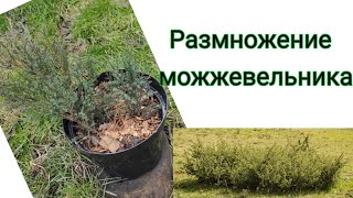 Размножение можжевельника. Как размножить можжевельник?