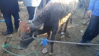 livestock cattle market Tajikistan