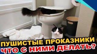 Почему Кошки Проказничают, Именно Когда Вы Говорите по Телефону?