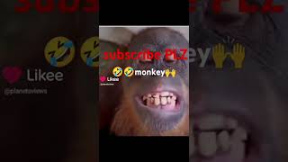 monkey FUUNY😅🤣