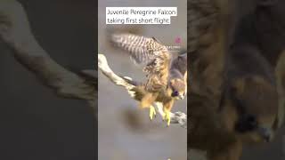 Peregrine Falcon  #subscribe #shorts #wildlife #nature #birdwatching #birdsofprey #falcon #raptors