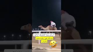 سقوط مخيف لسعودي من على ظهر جمل يركض مسرعًا