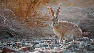 ארנבת / قواع صحراوي Cape Hare (Lepus capensis)