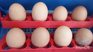 Dry hatching method #incubating eggs #