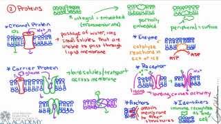 Cell Membrane