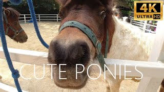 🌈 Adorable Ponies at Safari World Bangkok! 🐴✨