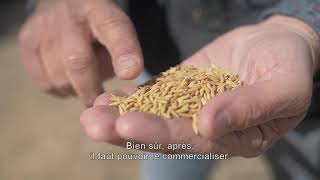 Riz de Camargue bio soutenu par le fonds Avenir BIO