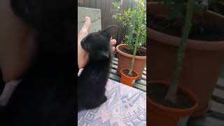 the black panther kitty growls !!!