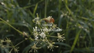 Wild Things - Tutorial 12 - Microhabitats