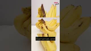 fun facts #19 💋🍌 #funfacts #world #shorts #deetstalk #life #ytshorts