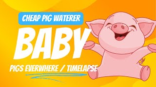 We have little pigs, cheap pig water, and piggy time lapse