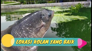 CARA BUDIDAYA IKAN GURAME DI KOLAM BETON - LOKASI KOLAM YANG BAIK