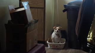 Daisy in the cat litter box