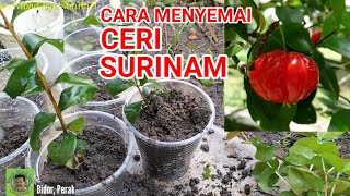 CARA MENYEMAI POKOK CERI SURINAM/CERMAI BELANDA