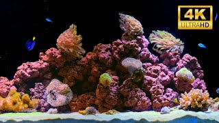 4K Real Aquarium Music Live | Beautiful Fish Tank for Meditation, Sleep & Stress Relief (12h)