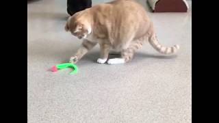 wiggly ping cat toy