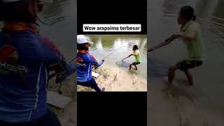 Wow orang ini mancing ikan arapaima terbesar