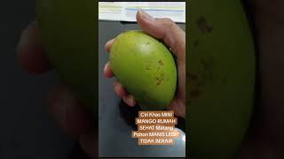 MINI MANGO Rumah Sehat Mangga Manis Legit matang pohon 081331278383 Grosir