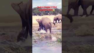 Elephant Crushed & Killed crocodile brutally @planet2animals