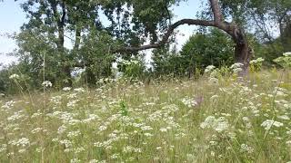 Wildflower meadow