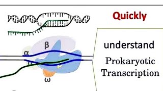 Transcription in prokaryotic BSc zoology 3 semester