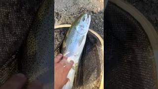 Nice Rainbow Trout outta the creek 🤩🪰🎣 #fish