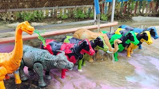 WADIDAU!!PROSES POTONG SAPI KURBAN & KERBAU LUCU | TRUK OLENG ANGKUT SAPI KOTOR #4