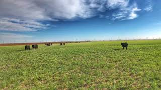 Cattle Roundup and Shipping Day Texas Pasture Cattle