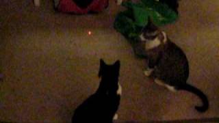 Gracie & Ami love the laser pointer!