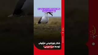 لایک و کامنت و سابسکرایب فراموش نشه 😂 #طنز #فان #خرگوش #کلیپ #shortvideo #شادی #دریا #شکار