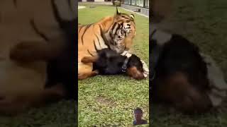 Tiger Friendship With Dog‼️ #tiger #dog #animals #shorts