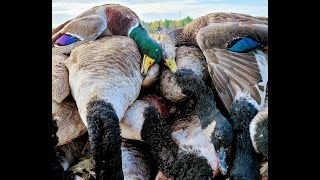 GEESE EVERYWHERE! Hunting MAINE for honkers and ducks in the middle of a corn field!